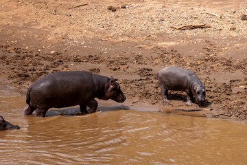 Group of hippos near a watering hole enjoying a refreshing swim