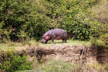 a hippo standing on top of a lush green hillside