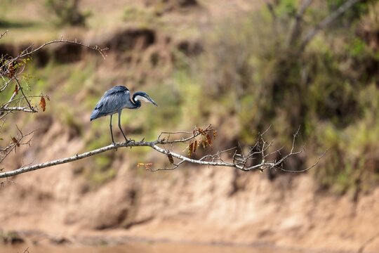 Blue heron perched on a branch of a tree in a savannah on a sunny day