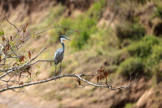Blue heron perched on a branch of a tree in a savannah on a sunny day