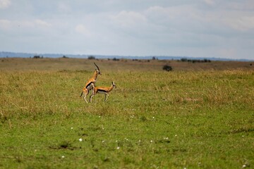 Gallop through a grassy meadow, one in pursuit of another