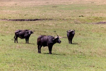 Large buffalos striding through a lush grassy meadow in its natural environment