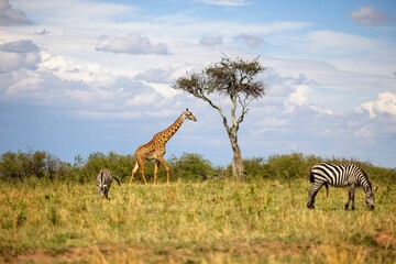 Zebra and a giraffe are happily grazing in a field of lush green grass