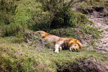Majestic lion lounging peacefully in a grassy area near lush greenery and a tranquil body of water