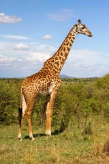 Giraffe in its natural environment, standing tall in the midst of a lush, verdant forest
