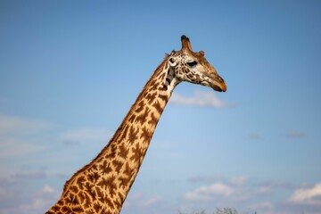 Giraffe in its natural environment, standing tall in the midst of a lush, verdant forest