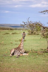 Giraffe in its natural environment, sitting in the midst of a lush, verdant forest