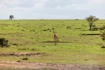 Giraffe in its natural environment, standing tall in the midst of a lush, verdant forest