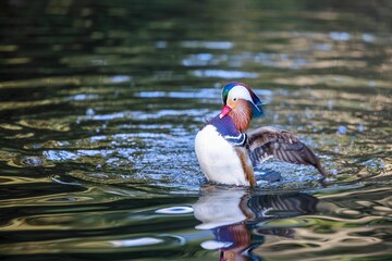 Male mandarin duck with its bright feathers floating on a tranquil body of water