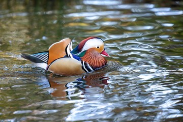 Male mandarin duck with its bright feathers floating on a tranquil body of water