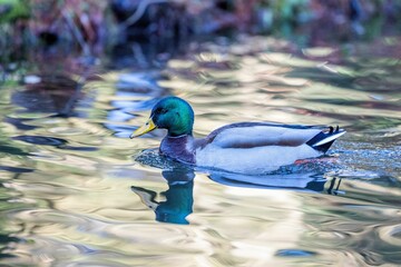Male mallard duck glides across a tranquil pond, its reflection rippling peacefully on the surface