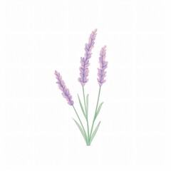 A watercolor rendition of lavender its slender stems and purple flowers casting a calm over white canvas