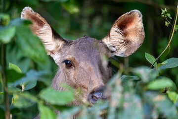 Closeup of a vibrant deer in a lush green forest  on a sunny day