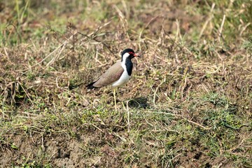 Closeup of a vibrant Red-wattled lapwing in a lush green forest  on a sunny day