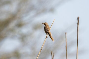 Closeup of a vibrant Striated babbler perched on a plant   on a sunny day