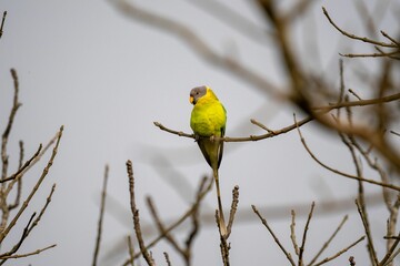 Closeup of a Plum-headed parakeet perched on a branch