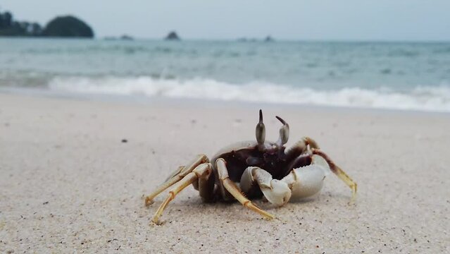 Side and front view of Horned ghost crab (Ocypode ceratophthalmus) on light sand against the backdrop of a beautiful turquoise sea.