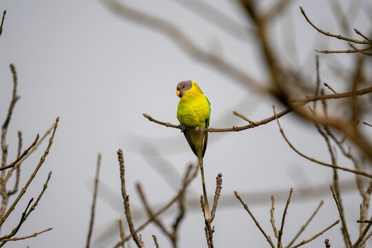 Closeup of a Plum-headed parakeet perched on a branch