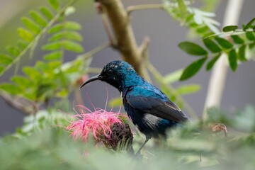 Closeup of a Screaming cowbird perched on a branch