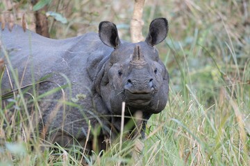 Closeup of a rhino standing on green grass