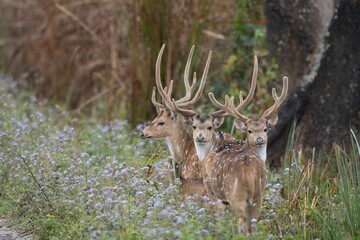 Scenic view of deer on a green meadow