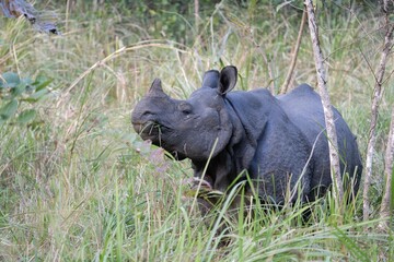Closeup of a rhino grazing on a green meadow