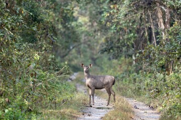 Scenic view of deer on a green meadow