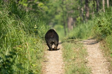a bear that is walking across a dirt road in the grass