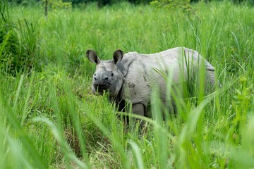 Closeup of a rhino standing on green grass © Wirestock