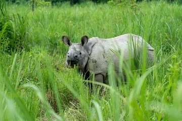 Gardinen Nashorn Closeup of a rhino standing on green grass  © Wirestock