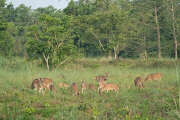 Naklejka na ściany i meble Group of deer standing in a grassy field