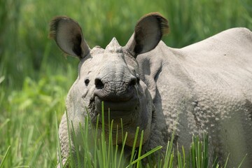 Closeup of a rhino standing on green grass