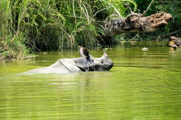 Closeup of a rhino swimming in a green pond