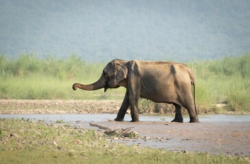 an elephant walking into the river to drink from it's mouth