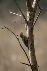 Green woodpecker perched atop a branch of a tree in a peaceful outdoor setting
