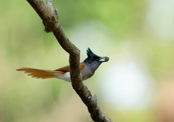 Cinnamon Paradise Flycatcher perched on a tree branch, extending its beak outward