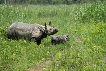 Fototapeta premium an adult rhino and her calf grazing in the middle of a grassy plain
