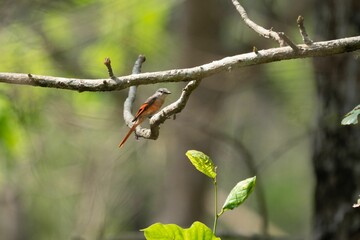 Emerald ringed parrot perched atop a tree branch surrounded by lush green foliage