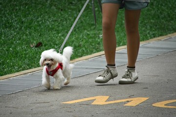 Female with a leash in hand, walking down a sidewalk with a small, white dog trotting alongside her
