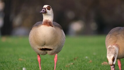 Egyptian geese standing on a peaceful meadow of lush green grass