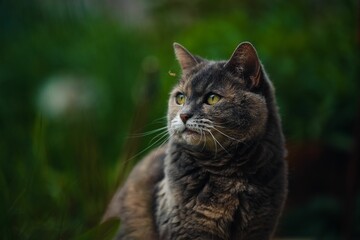 Adorable grey tabby cat sits atop a grassy meadow