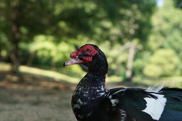 Closeup of a Domestic Muscovy duck in the garden with a blurry background