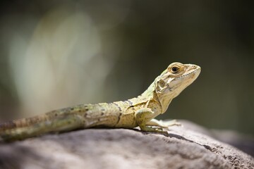 Naklejka na ściany i meble Close-up of a common iguana baby looking aside