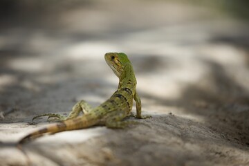 Fototapeta premium Close-up of a common iguana baby looking aside