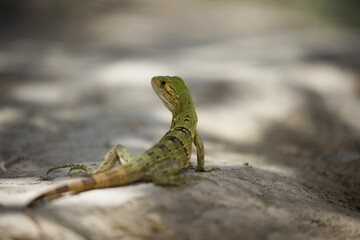 Close-up of a common iguana baby looking aside