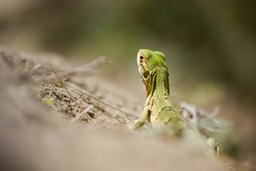 Close-up of a common iguana baby perched atop a bed of lush grass