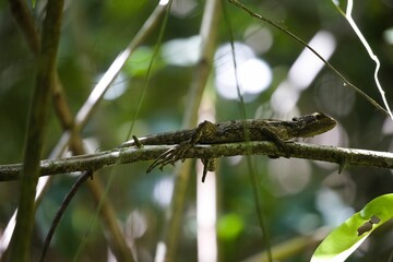 Taiwan japalure (Japalura swinhonis) perched on a tree branch