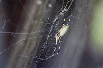 Black and yellow spider constructing an intricate web in a patch of sunlight outdoors.