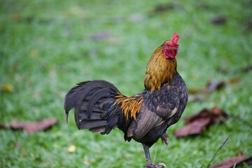 Proud rooster perched in a lush countryside meadow