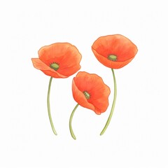 Watercolor poppies their red petals vibrant and lively dancing across a white background a sign of remembrance